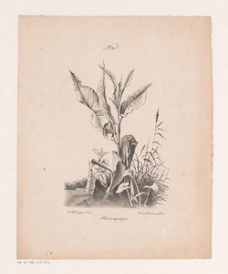 水生植物
水生植物（作品名称）
取材于自然并在石材上创作的风景画原理（系列名称） 作者 解毒剂