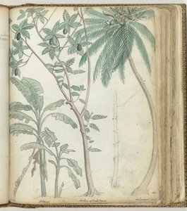热带树木 作者 简·布兰德斯