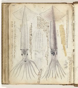 墨鱼和戈里塔 作者 简·布兰德斯