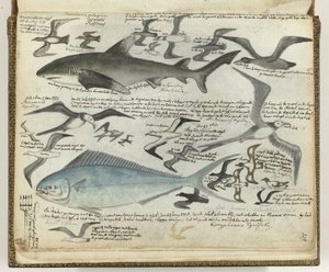 海鸟和海鱼 作者 简·布兰德斯