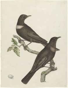 两只鸣鸫 (Purdus torquatus) 和一个蛋 作者 扬·克里斯蒂安·塞普（可能）