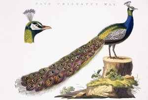 孔雀，约1809-1829年