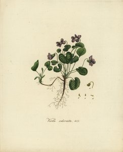 甜紫罗兰或英国紫罗兰，Viola odorata