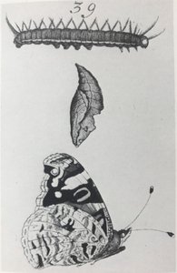 红海军上将 作者 扬·戈达特