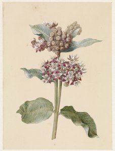 开花的 Asclepias 品种 作者 扬·雅各布·戈特林·文尼斯