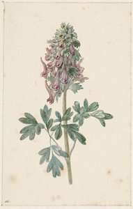 球茎花堇菜 作者 扬·雅各布·戈特林·文尼斯