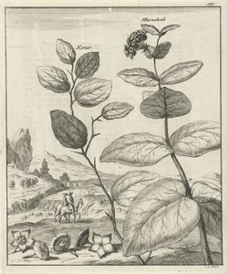 两种波斯植物的图像 作者 扬·布曼