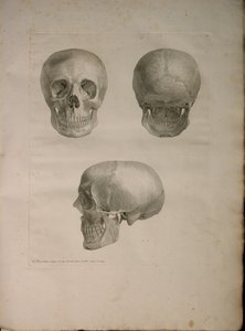 相册2pl的。 1，从一个“人骨，由哈德齐格弗里德阿尔比努斯（1697年至1770年），1729的表，由J.undH出版。维贝克，bibliop。 1753年莱顿 作者 扬·旺德拉尔