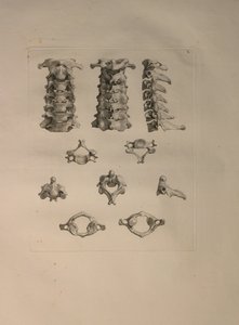 相册2pl的。 10：颈椎，从一个“人骨的表，由哈德齐格弗里德阿尔比努斯（1697至1770年），由J.undH出版。维贝克，bibliop。 1753，莱顿，1729年至1753年 作者 扬·旺德拉尔