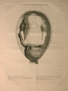 阿尔比努斯，PI。 3，从一个“人骨的表，由哈德齐格弗里德阿尔比努斯（1697年至1770年），由J.undH出版。维贝克，bibliop，莱顿，1748 作者 扬·旺德拉尔