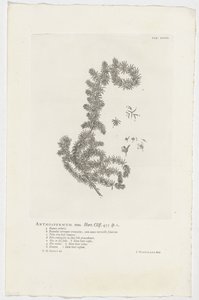 花草 花子雄性。 花园。 悬崖。 455 sp。 1（对象上的标题） 作者 扬·旺德拉尔