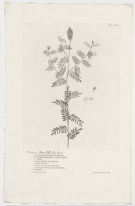 Dalea alopecuroides
Dalea.Hort.Cliff.363. sp. 1 （物上的标题） 作者 扬·旺德拉尔