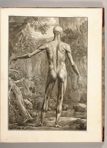 版画描绘了背部的肌肉群，1747年