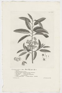 Kiggelaria africana
Kiggelaria: mas.Hort.Cliff.462. sp. 1 （标题在实物上） 作者 扬·旺德拉尔