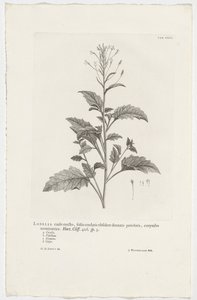 Lobelia cliffortiana
Lobelia caule erecto, foliis cordatis obsolete dentatis petiolatis, corymbo terminatrice.园艺。Cliff.426. sp. 3 （标题在对象上）