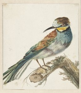 Vixenitter（Merops apiaster） 作者 Jan Baptist Weenix