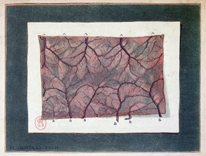 肠膜神经，Ladmiral 作者 Jan或Joannes Ladmiral