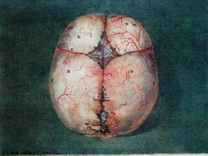 大脑，摘自菲利克斯-维克-阿泽尔（1748-94）的《大脑解剖学》。 作者 Jan或Joannes Ladmiral