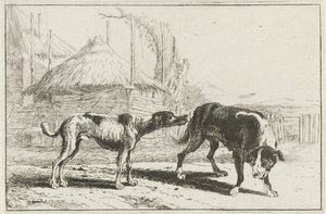 Reu en teef
Dieren（系列名称）
Zoographiam （系列名称）