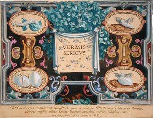 西奥多-加勒（1571-1633）雕刻的《Vermis Sericus》（《蚕》）的封面图（雕刻）。 作者 扬·范德·斯特雷特