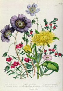 Calandrinia，来自&39;The Ladies&39;Flower Garden&39;的18号板块，1842年出版（彩色光刻）