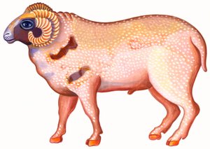 白羊座的公羊，1996年，（墨水和水粉） 作者 简·塔特斯菲尔德