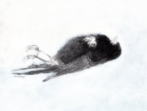  作者 贾内尔·布拉格