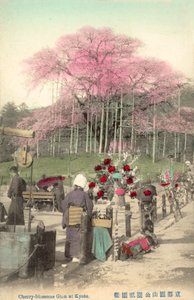 樱花，祗园，京都，日本 作者 日本摄影师