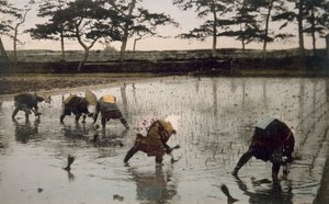 五个农民在稻田里重新种植水稻，19世纪90年代。 作者 日本摄影师