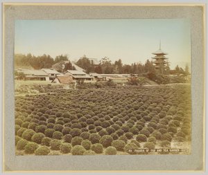 日本京都东寺塔和茶园（手绘黑白照片） 作者 日本摄影师