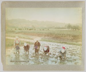 移植稻芽，日本（手绘黑白照片） 作者 日本摄影师