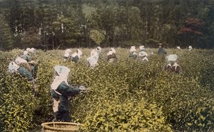 采摘茶叶的妇女，有男性监督员，1890年代。 作者 日本摄影师
