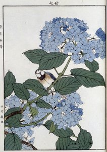 绣球花中的鸟儿 - 日本印刷品 作者 日本学校