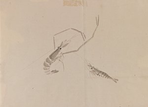 绘制两个小龙虾（墨水在纸上） 作者 日本学校