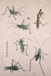 蚱蜢（彩色木版画） 作者 日本学校