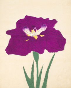 Hizume-no.-Hyoshi，第29期，1898年 作者 日本学校