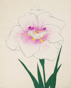 Misuji-no.-Ito，1898年第17号 作者 日本学校