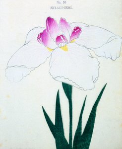 Miyako-Dore，18号，5098 作者 日本学校