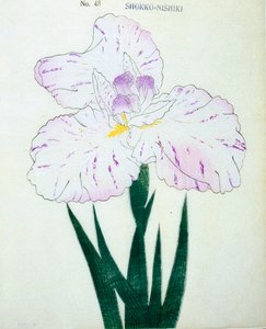 Shokko-Nishiki，第48期，1898年