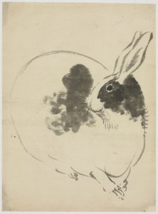 斑点兔子 作者 日本学校