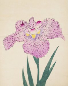 Tanka-No-Koe，1890年第15号（彩色木版画） 作者 日本学校