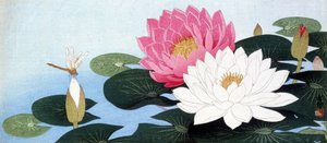睡莲和蜻蜓 - 日本版画 作者 日本学校