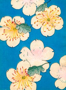 山茱萸花的彩色木版画 作者 日本学校