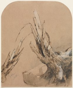 一枚炸开的树，1851年。 作者 贾斯珀·弗朗西斯·克罗普西