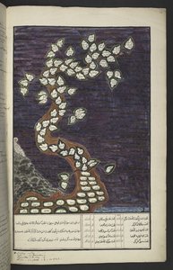 或15932，页 72r，爪哇统治者树形家谱图，从亚当到帕库瓦纳四世（苏腊卡尔塔）和马塔兰四世（日惹的哈蒙库布瓦纳四世），爪哇手稿，Papakem Pawukon