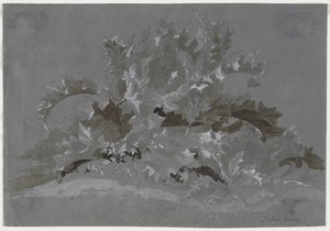 杂草研究