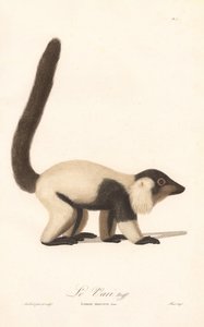 黑白狐猴（Lemur macaco）