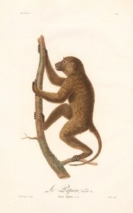 攀援几内亚狒狒（Simia Sphinx，变种 a）