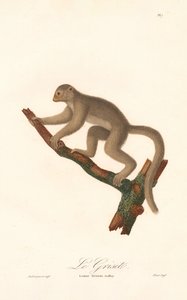 灰鼠狐猴（Lemur griseus）