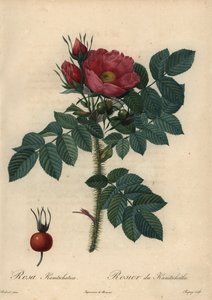 绯红日本玫瑰；Rosa rugosa。